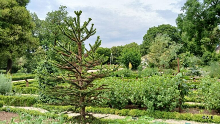 Le jardin de l'Arquebuse à Dijon.